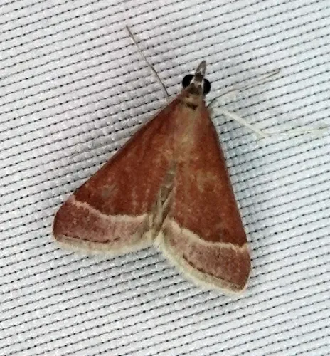 Lethal Pyrausta