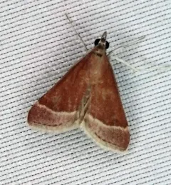 Lethal Pyrausta thumbnail 1