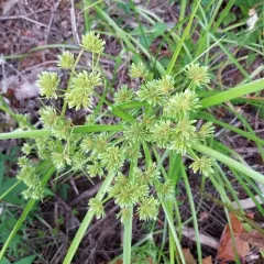 tall flatsedge thumbnail 4
