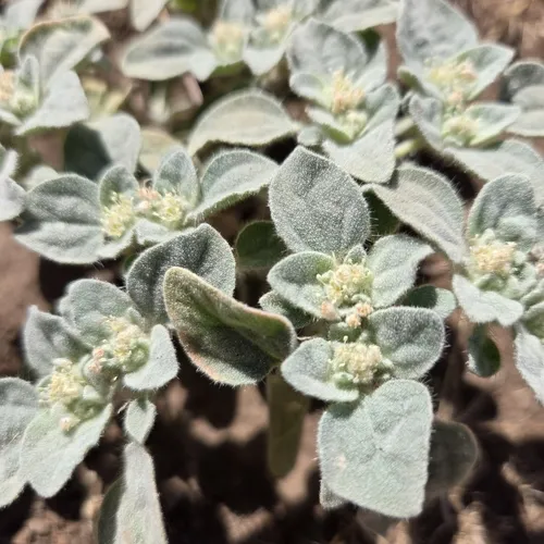 turkey mullein