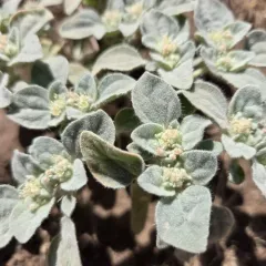 turkey mullein thumbnail 1