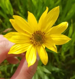 Nuttall's Sunflower thumbnail 4