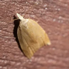 Batman Moth thumbnail 2