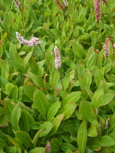 Himalayan bistort