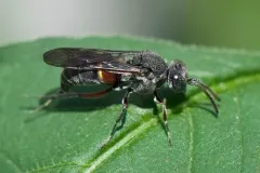 Epinysson tuberculatus thumbnail 4