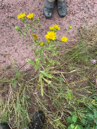 Grindelia howellii