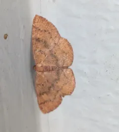 Black-dotted Ruddy Moth thumbnail 3