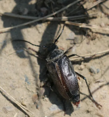 Prionus fissicornis