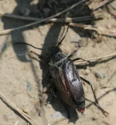 Prionus fissicornis thumbnail 1