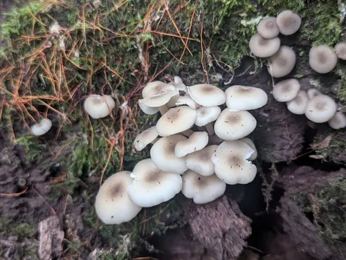 Clitocybula oculus