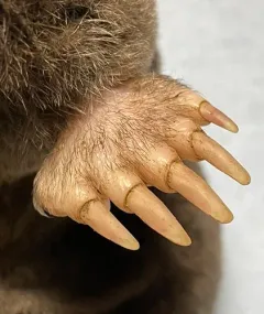 Townsend's Mole thumbnail 3