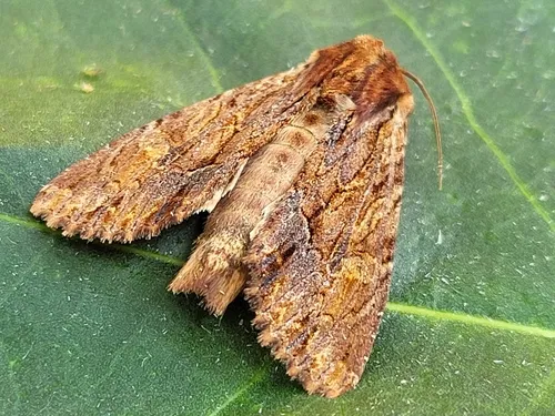 Apamea atrosuffusa