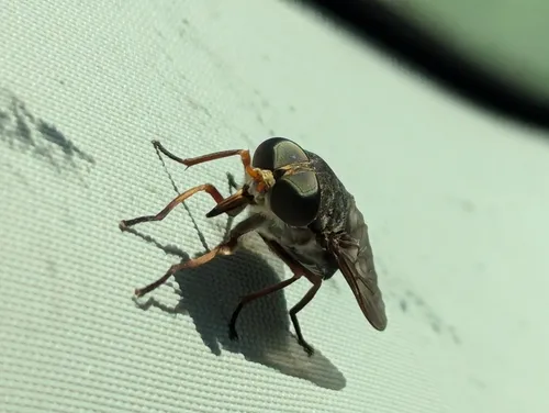 Devoted Horse Fly