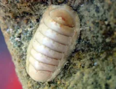 dwarf chiton thumbnail 4