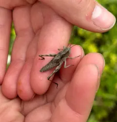 Rocky Mountain Sprinkled Locust thumbnail 4