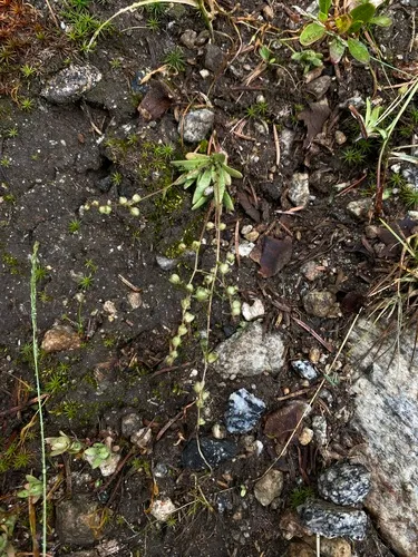 Bud Saxifrage
