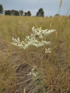 annual buckwheat thumbnail 2