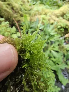 Pale Liverwort thumbnail 3