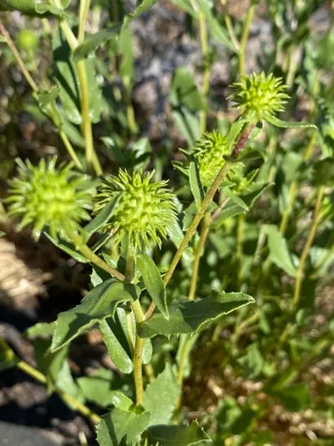 Great Valley gumweed