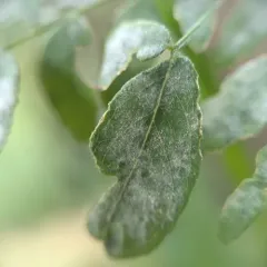 Erysiphe ravenelii thumbnail 4