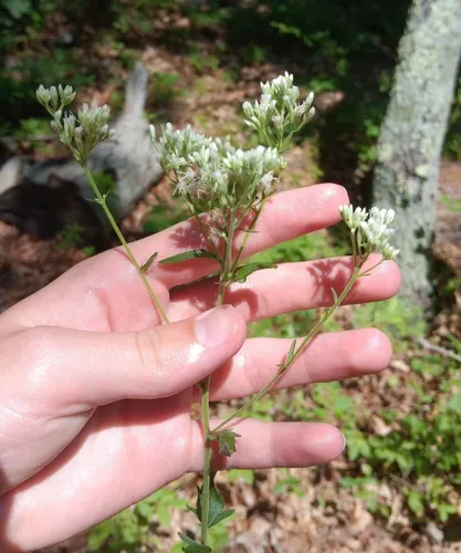 rough boneset
