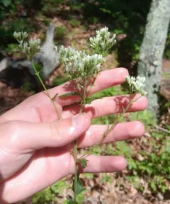 rough boneset thumbnail 1