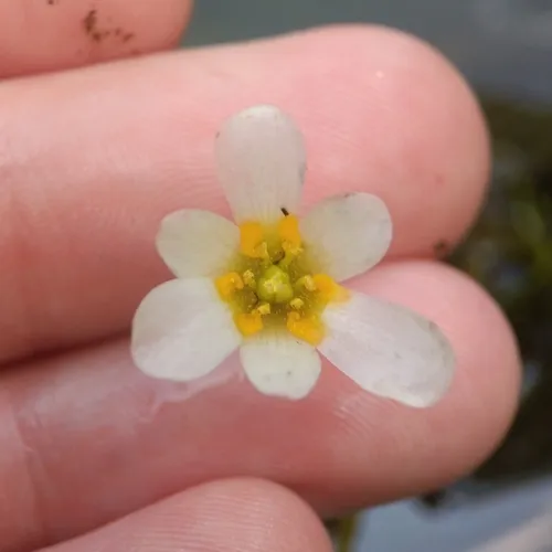 Carolina Fanwort