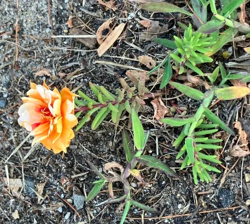 moss rose