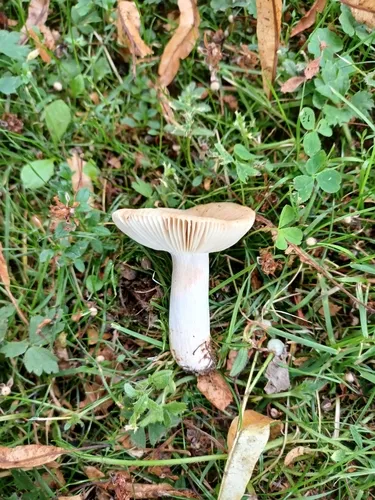 Russula recondita