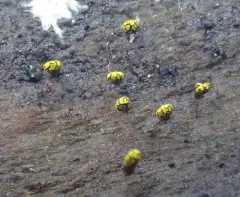 Physarum viride thumbnail 3