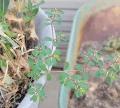 Thymeleaf Sandmat thumbnail 1
