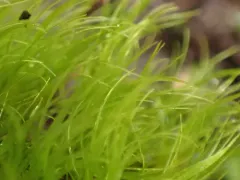 Curve-leaved Bow-moss thumbnail 2