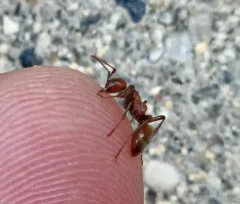 Western Amazon Ant thumbnail 3