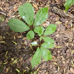 American ginseng thumbnail 2