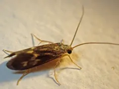 Neureclipsis bimaculata thumbnail 2