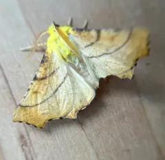 Canary-shouldered Thorn thumbnail 4