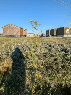 Northern Tansymustard thumbnail 4