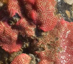 Derby Hat Bryozoan thumbnail 3