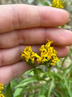 Rock Goldenrod thumbnail 4