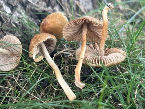 star fibrecap