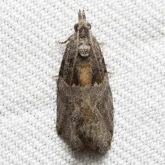 Epinotia pulsatillana thumbnail 3
