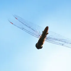 Spot-winged Glider thumbnail 4