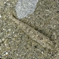 Smooth Bay Shrimp thumbnail 4