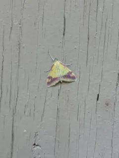 Pyrausta scurralis thumbnail 3