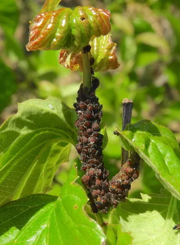 Viburnum Aphid