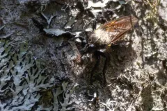 Northeastern Laphria thumbnail 4