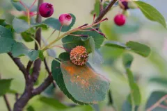 Gymnosporangium nelsonii thumbnail 4