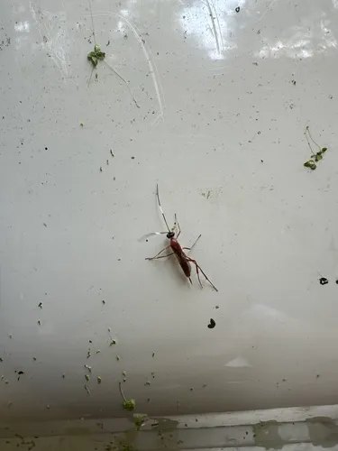 Zagryphus nasutus