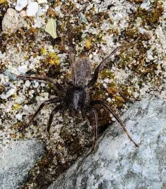 Lowrie's Thin-legged Wolf Spider thumbnail 3