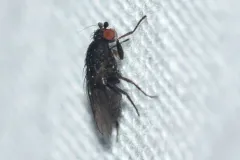 Leptocera erythrocera thumbnail 4